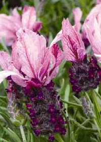 Lavandula stoechas 'Mulberry Ruffles'